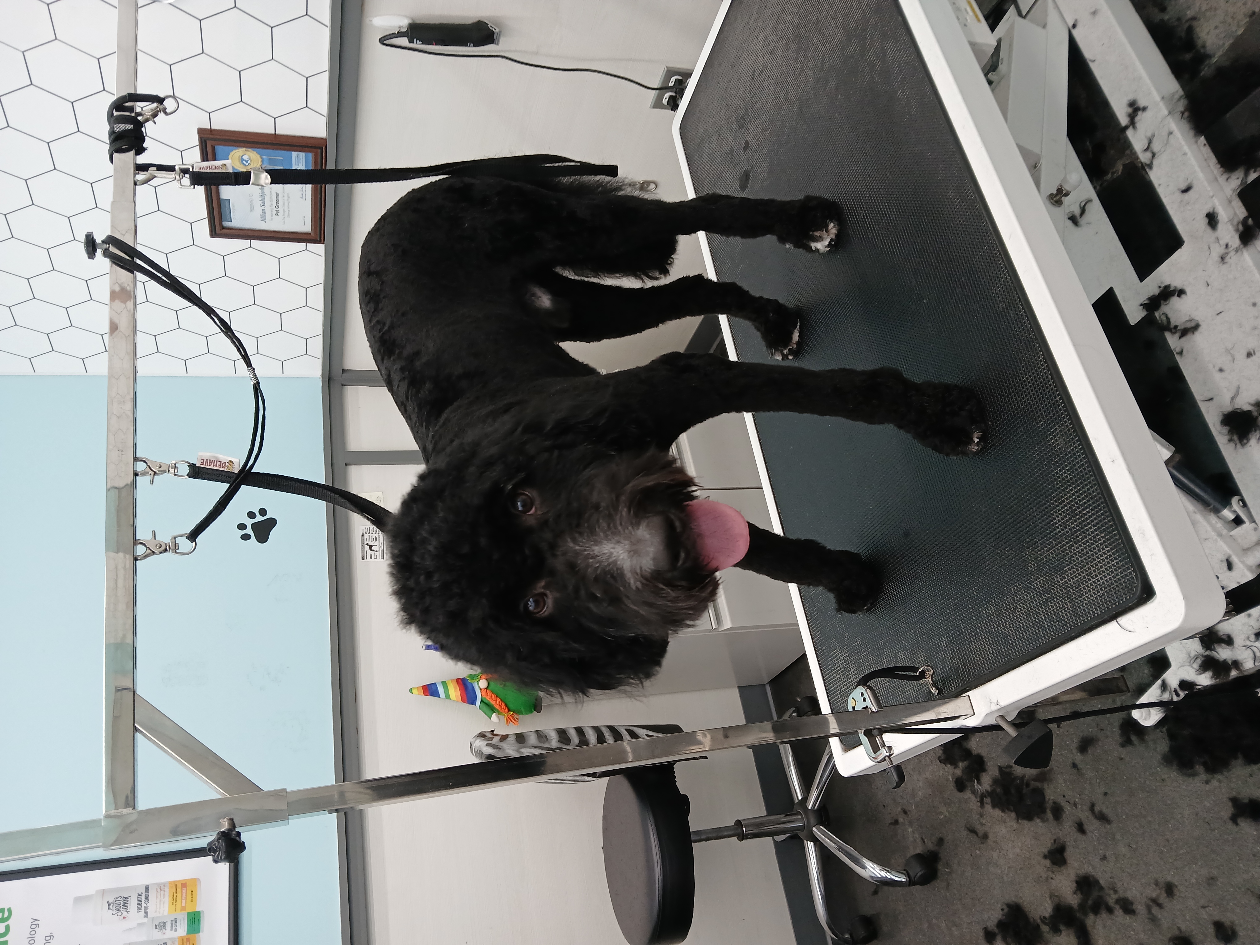 Dog Grooming Photo