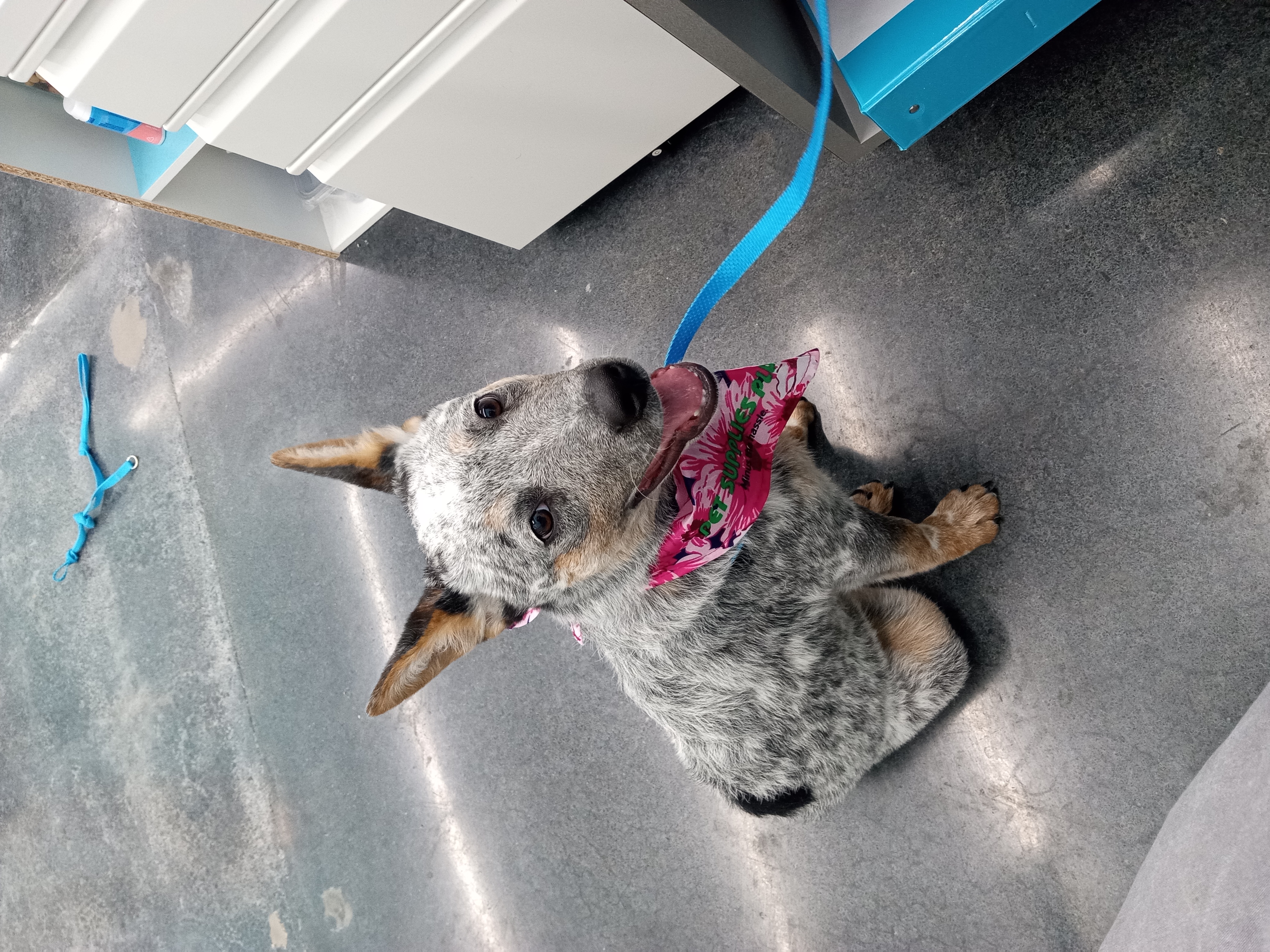Dog Grooming Photo