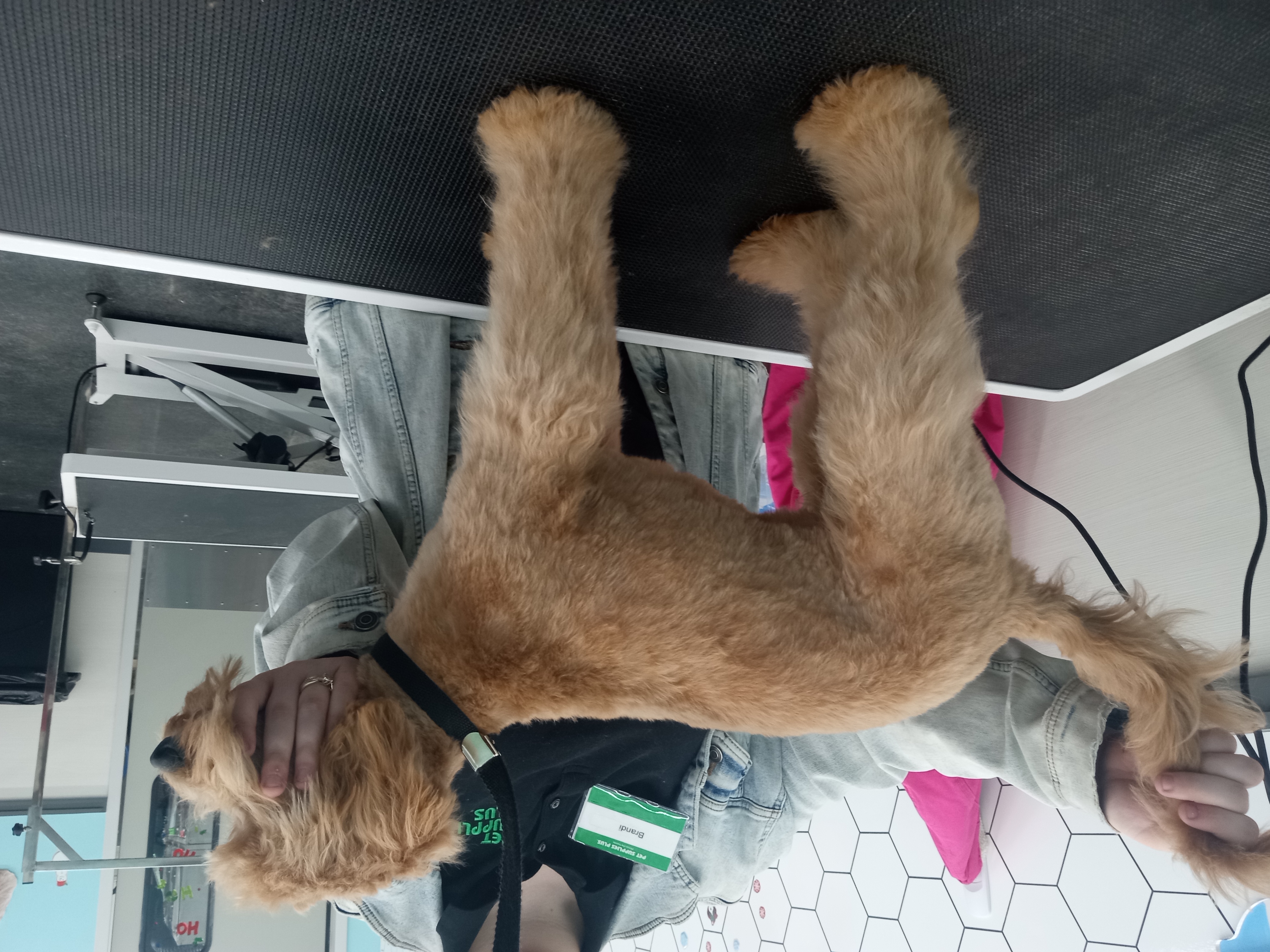 Dog Grooming Photo