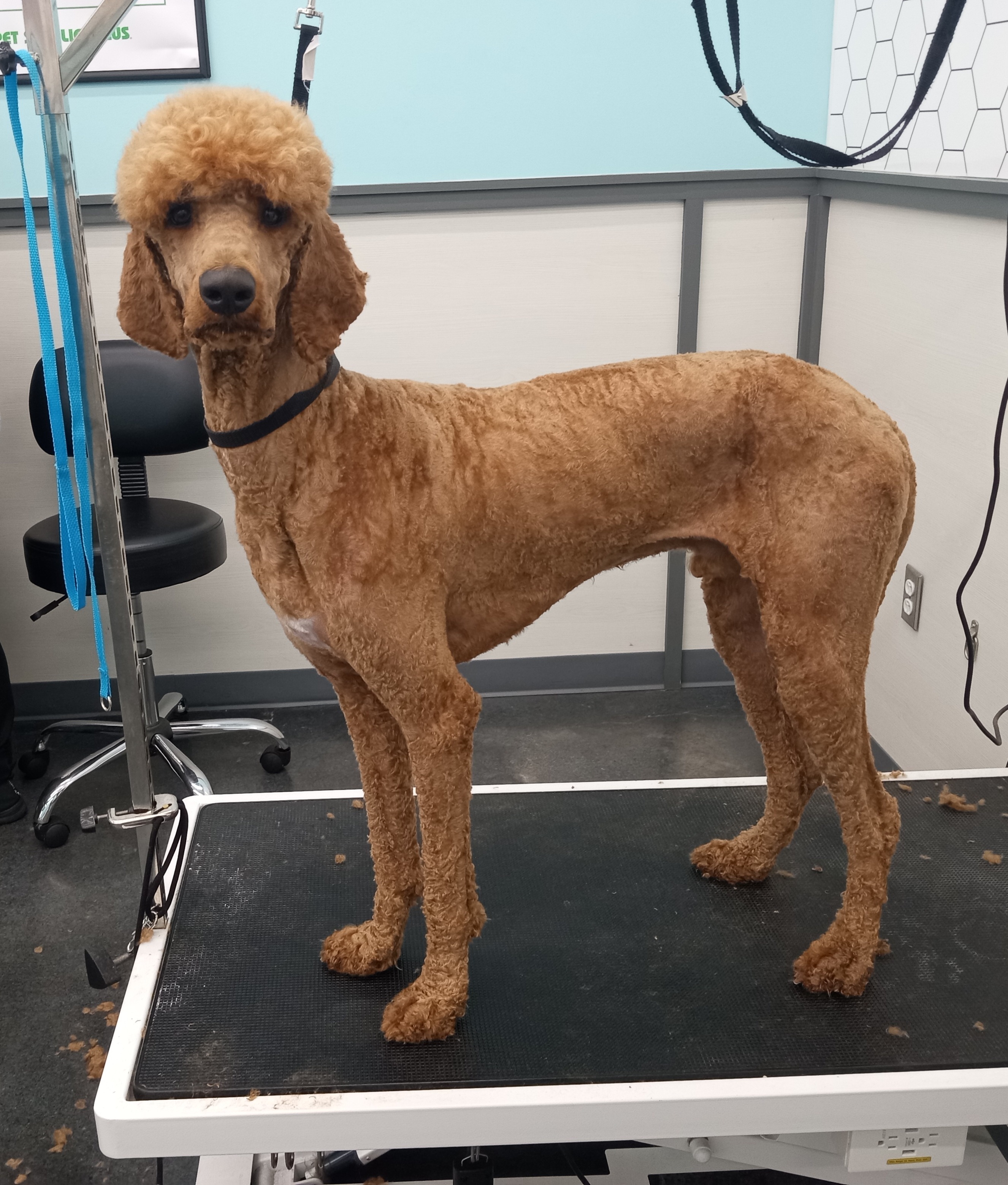 Dog Grooming Photo