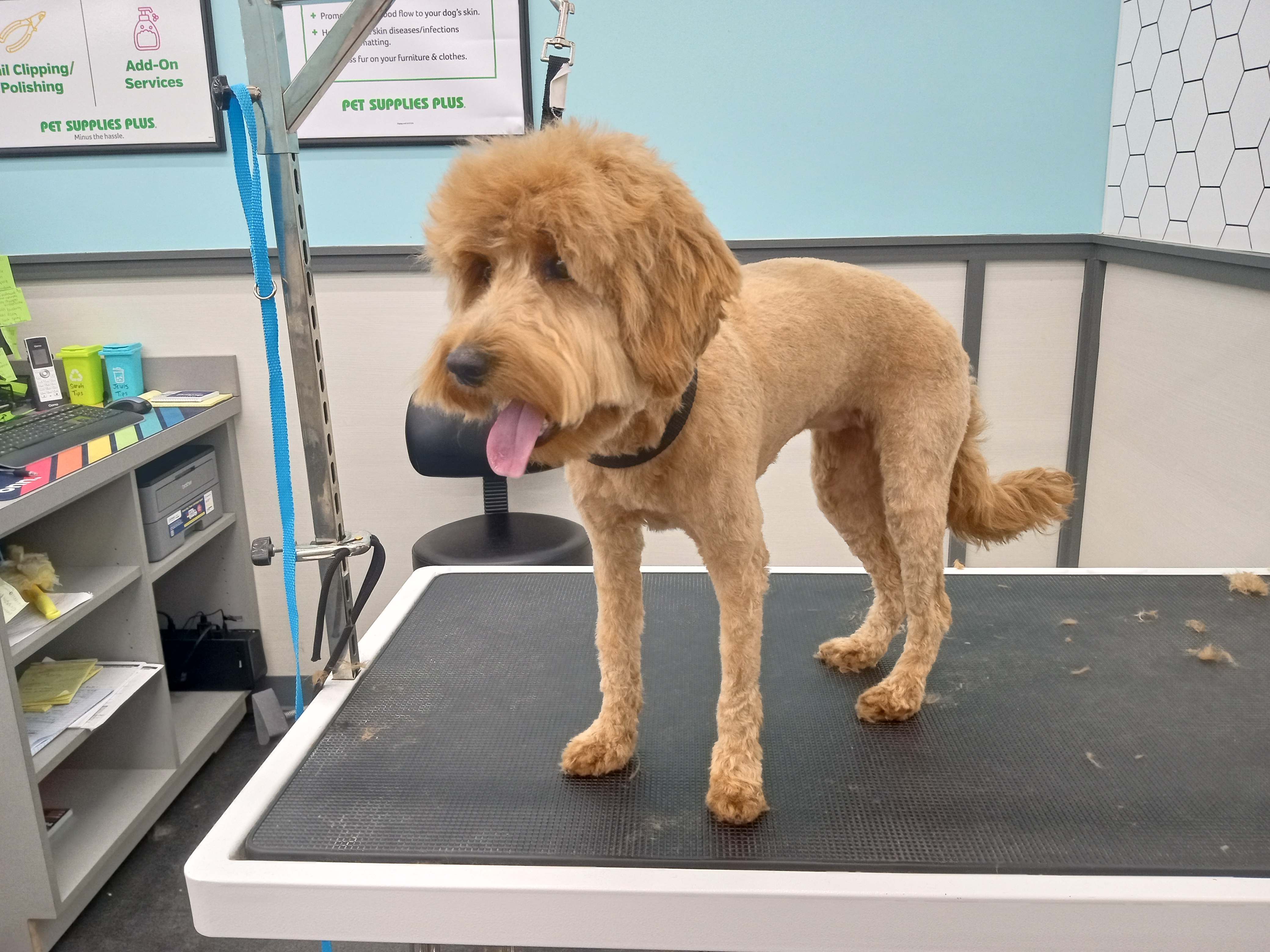 Dog Grooming Photo