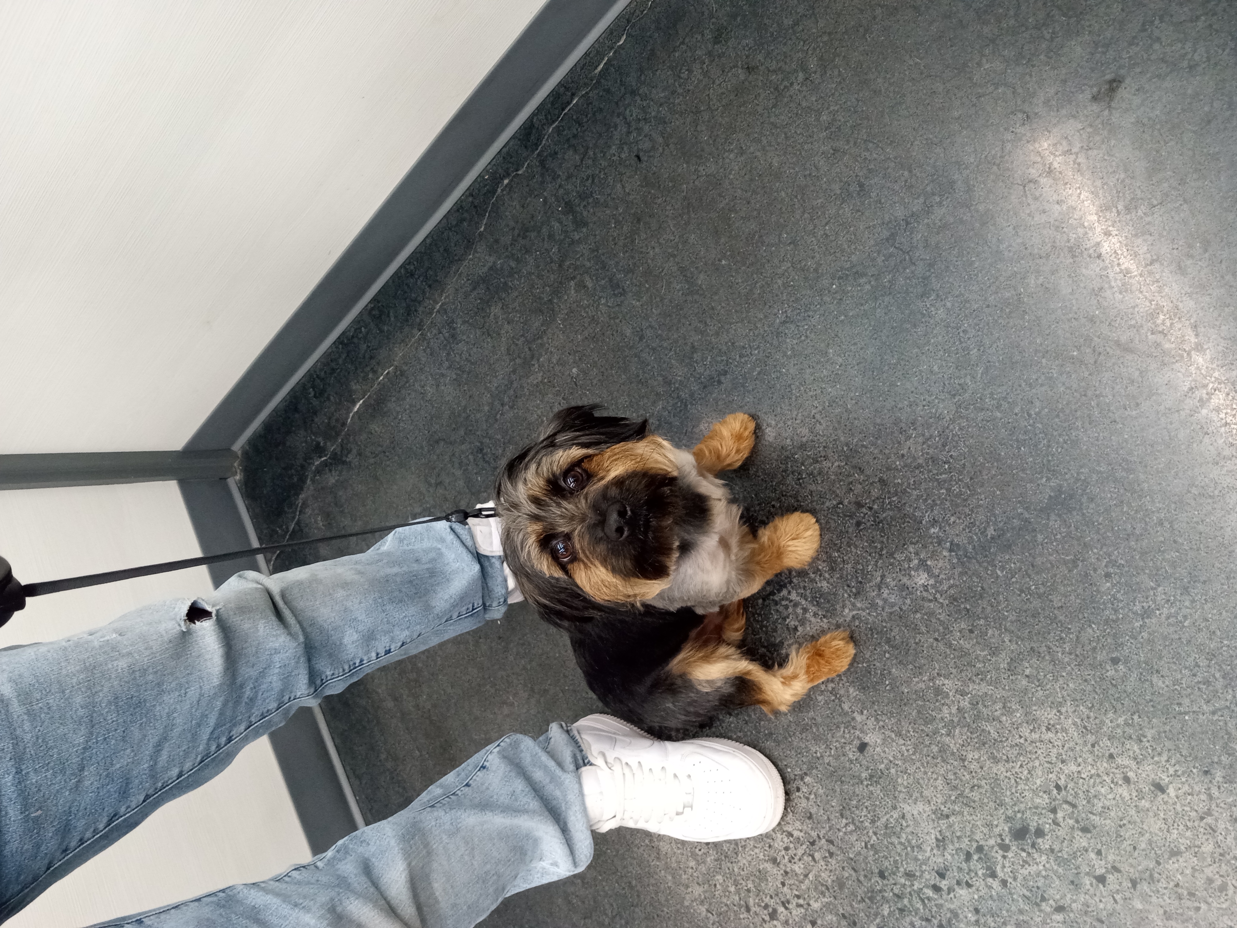 Dog Grooming Photo