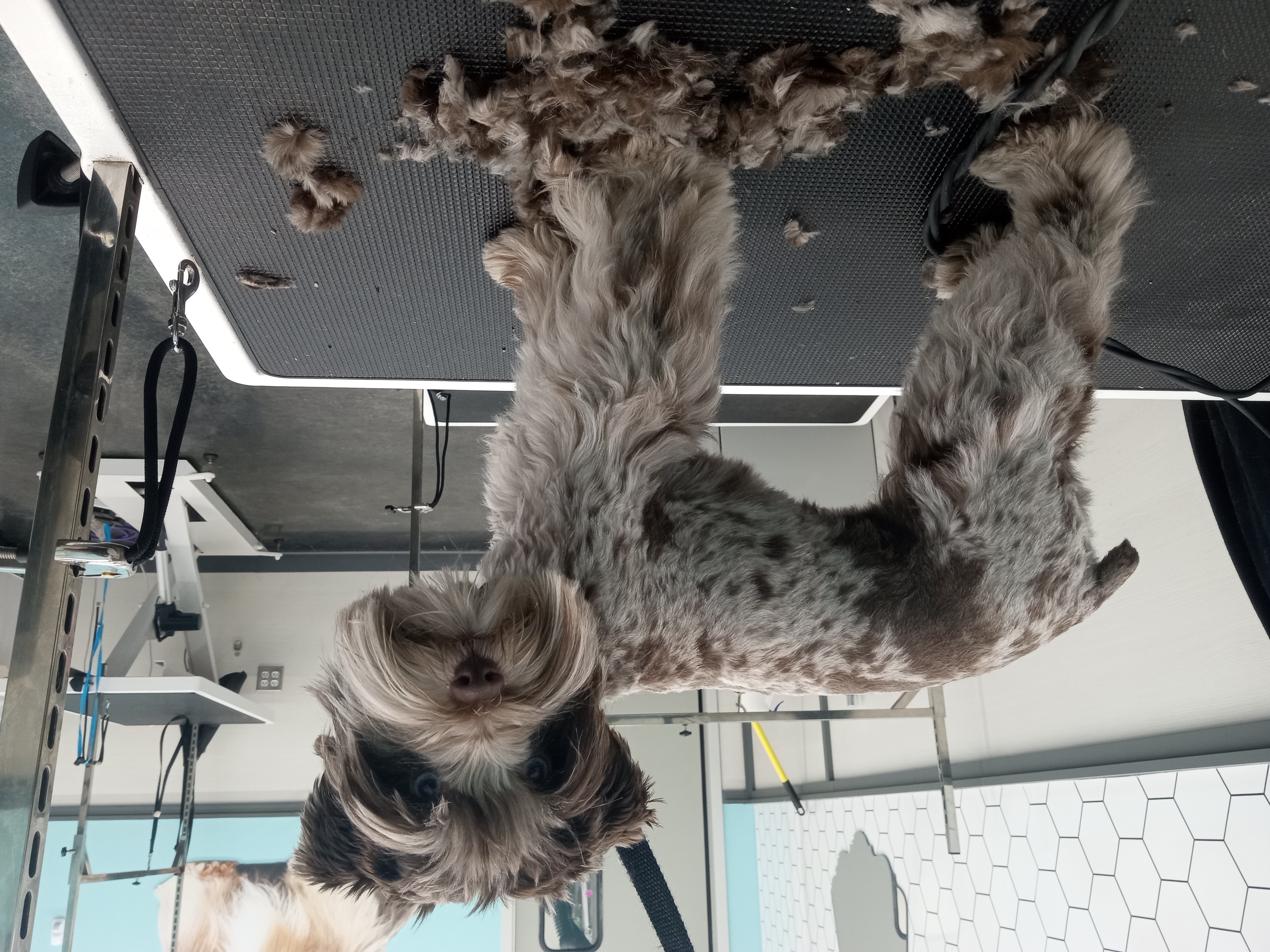 Dog Grooming Photo