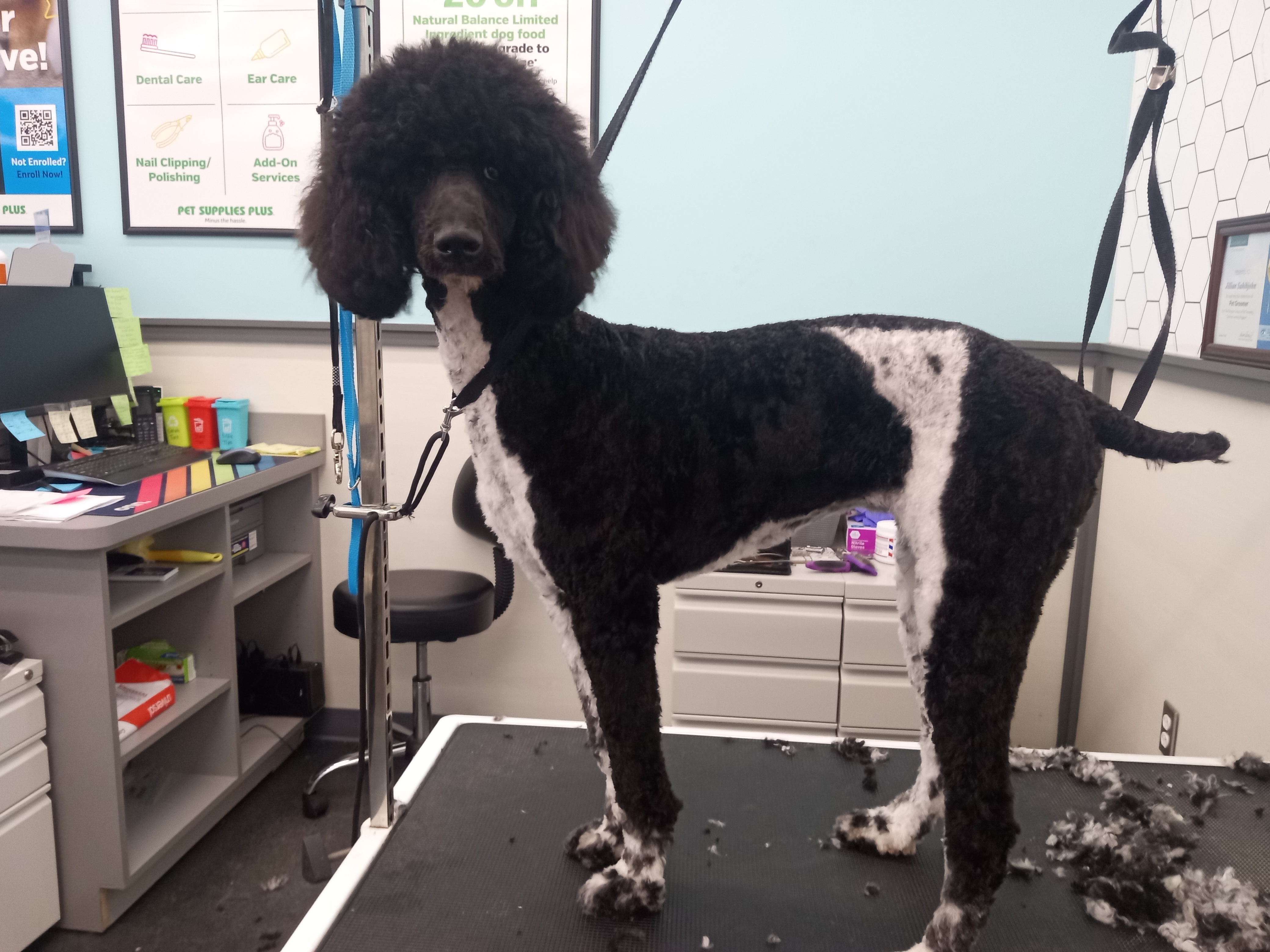 Dog Grooming Photo