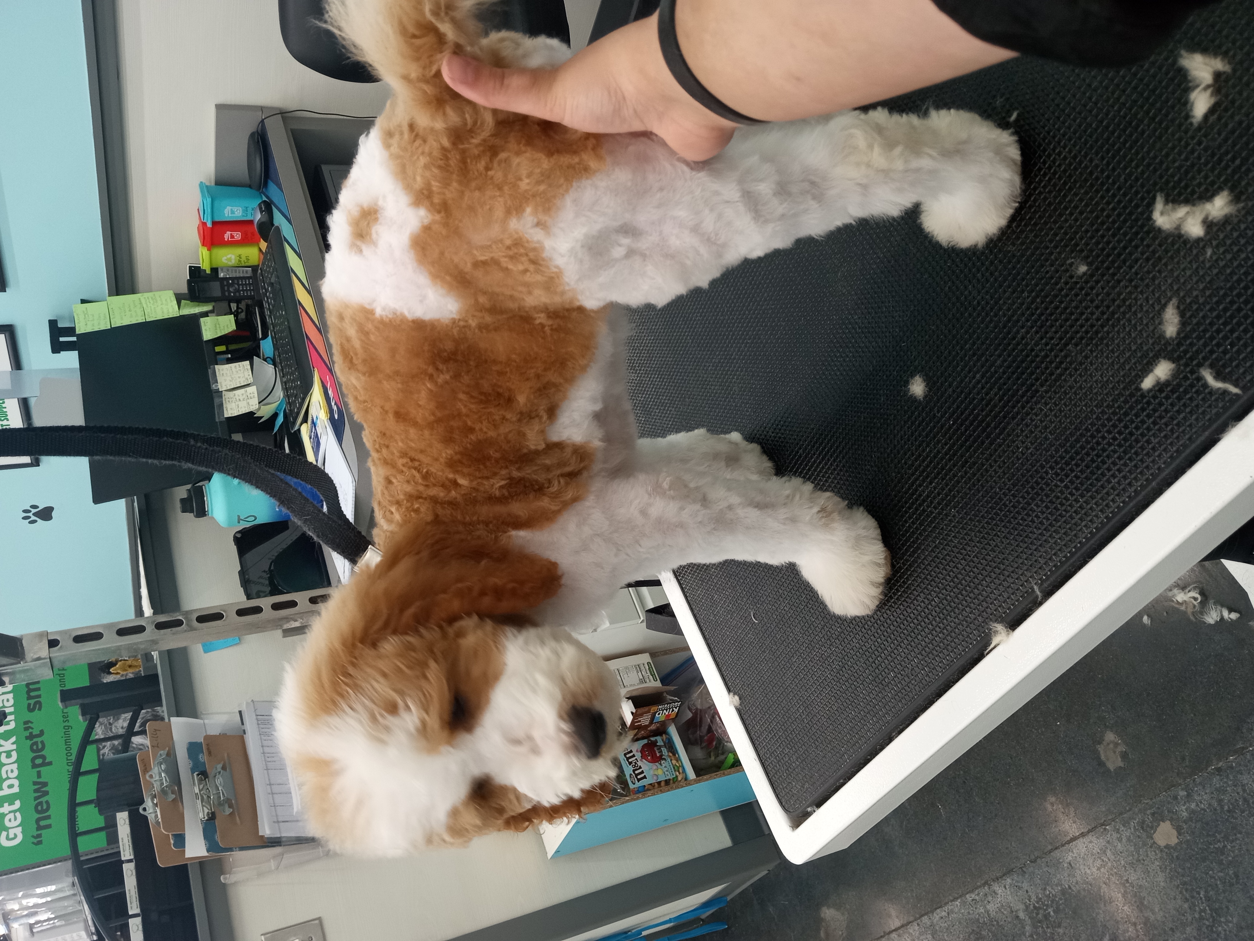 Dog Grooming Photo