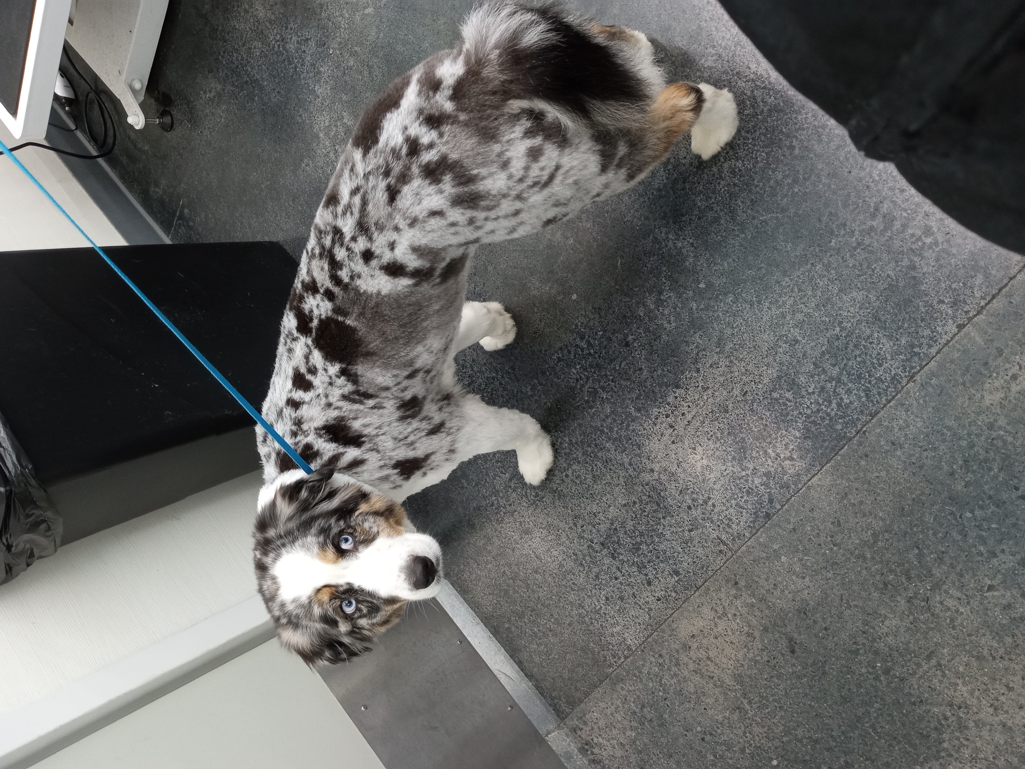 Dog Grooming Photo