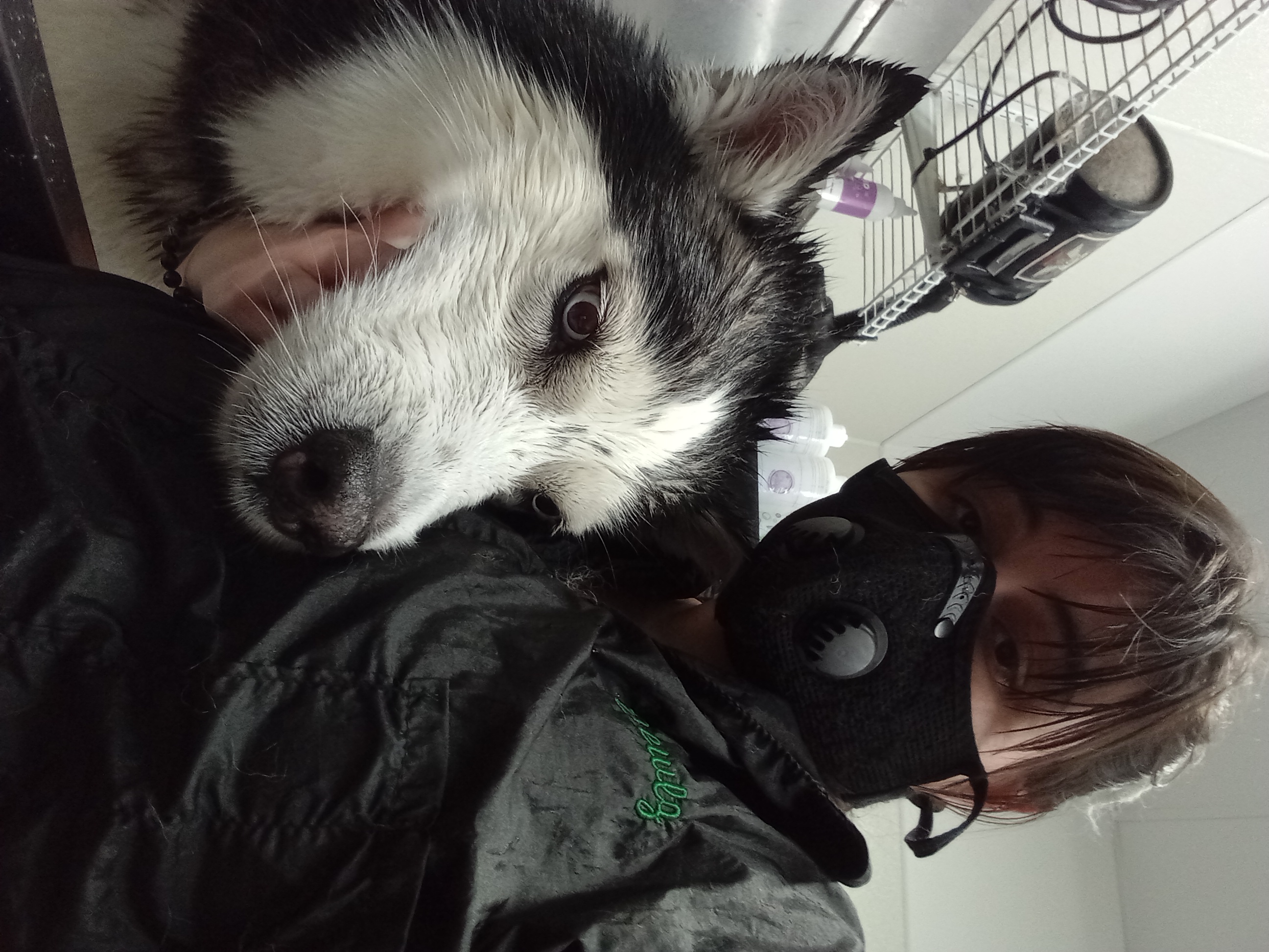 Dog Grooming Photo