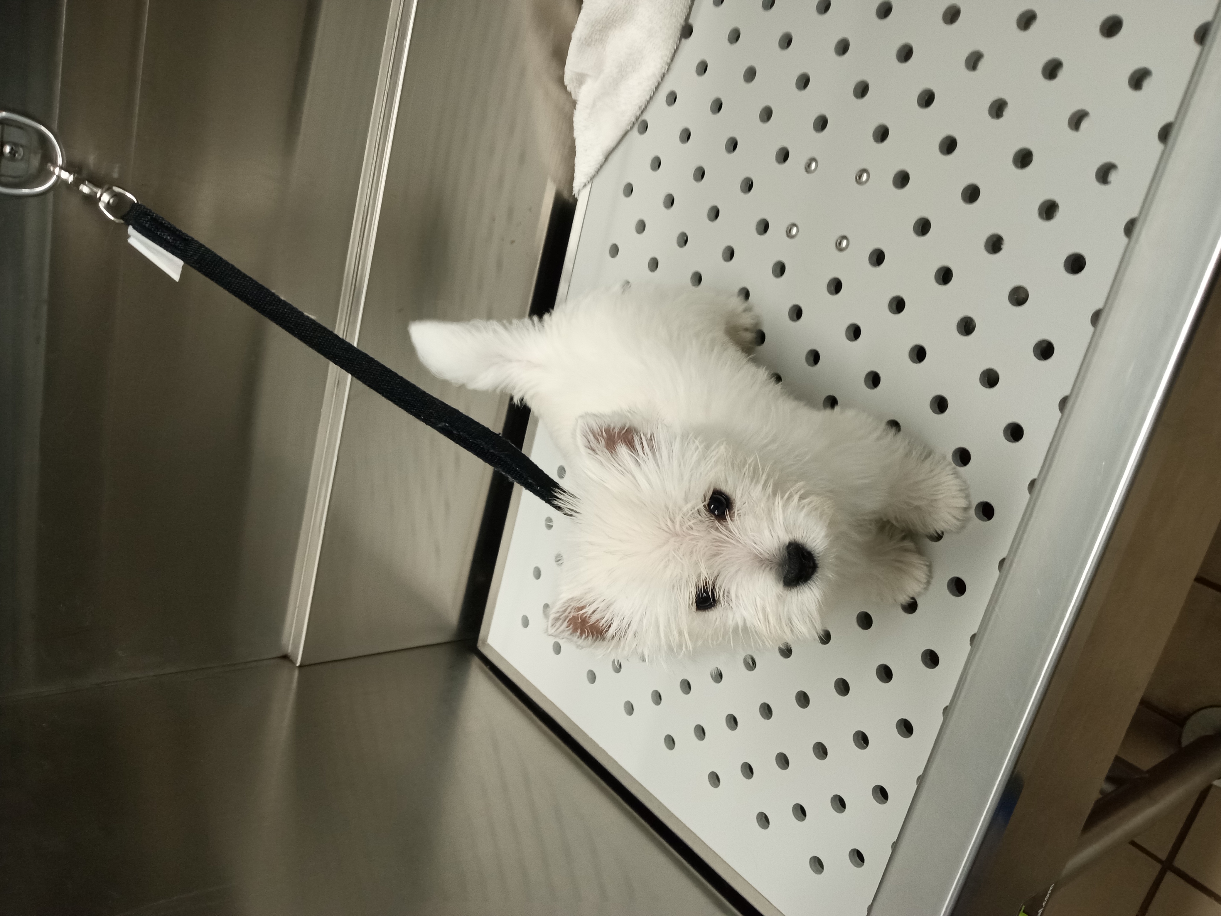 Dog Grooming Photo