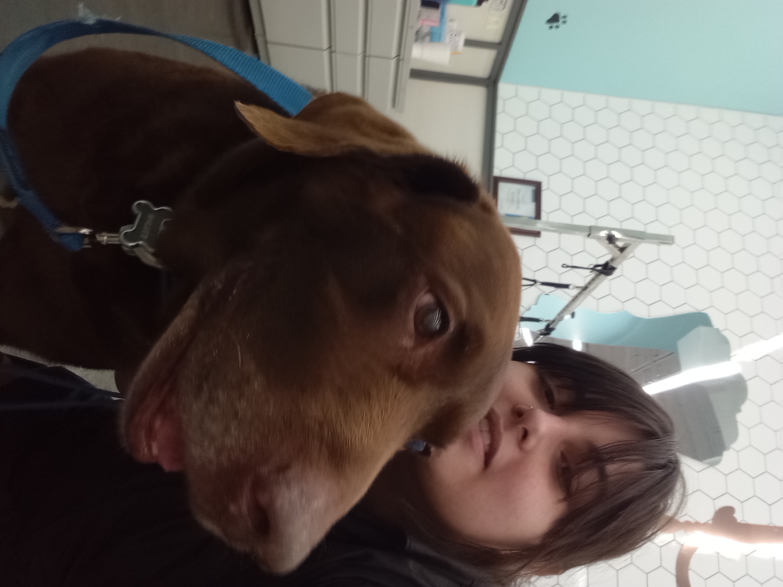 Dog Grooming Photo