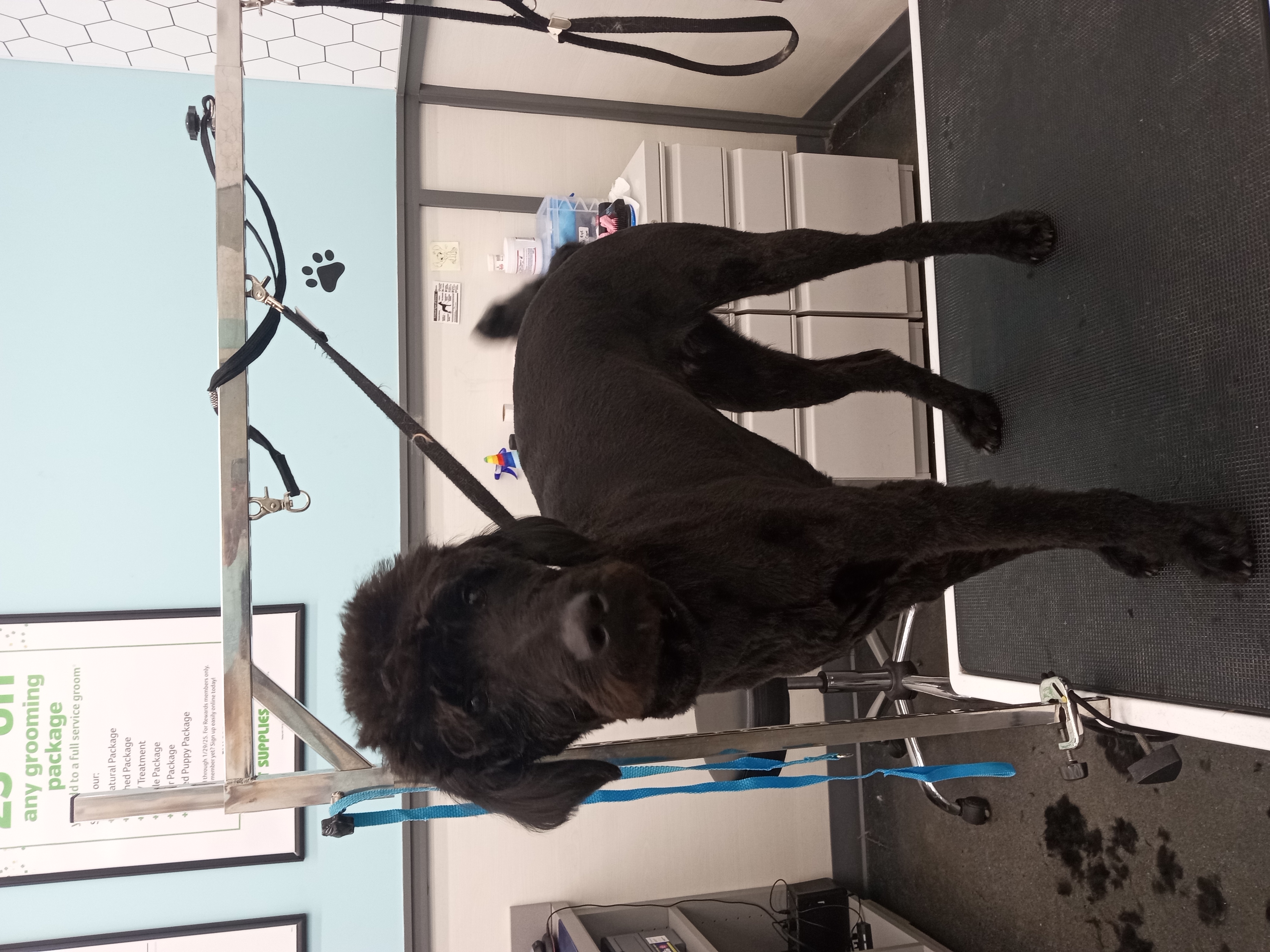 Dog Grooming Photo