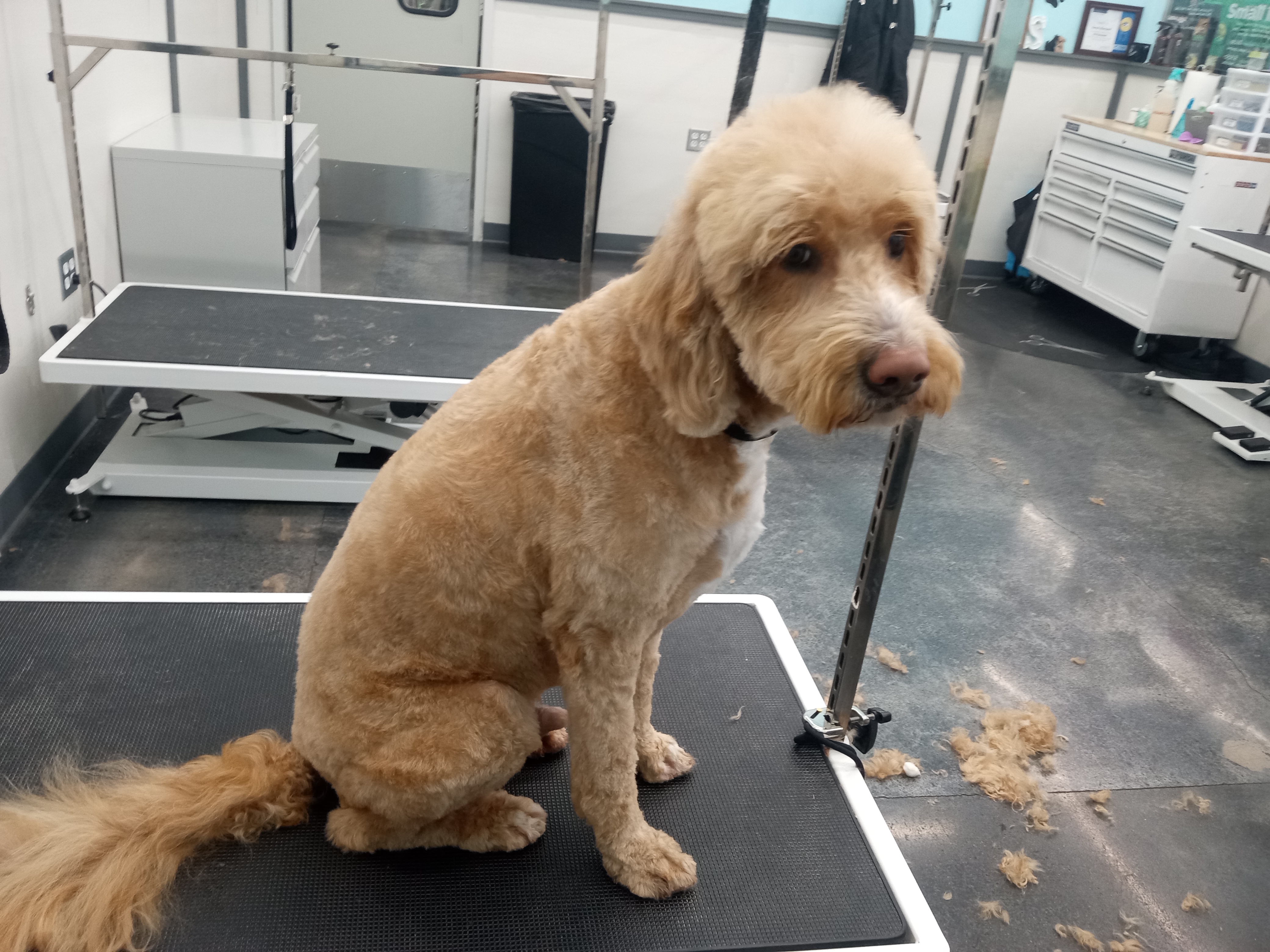 Dog Grooming Photo