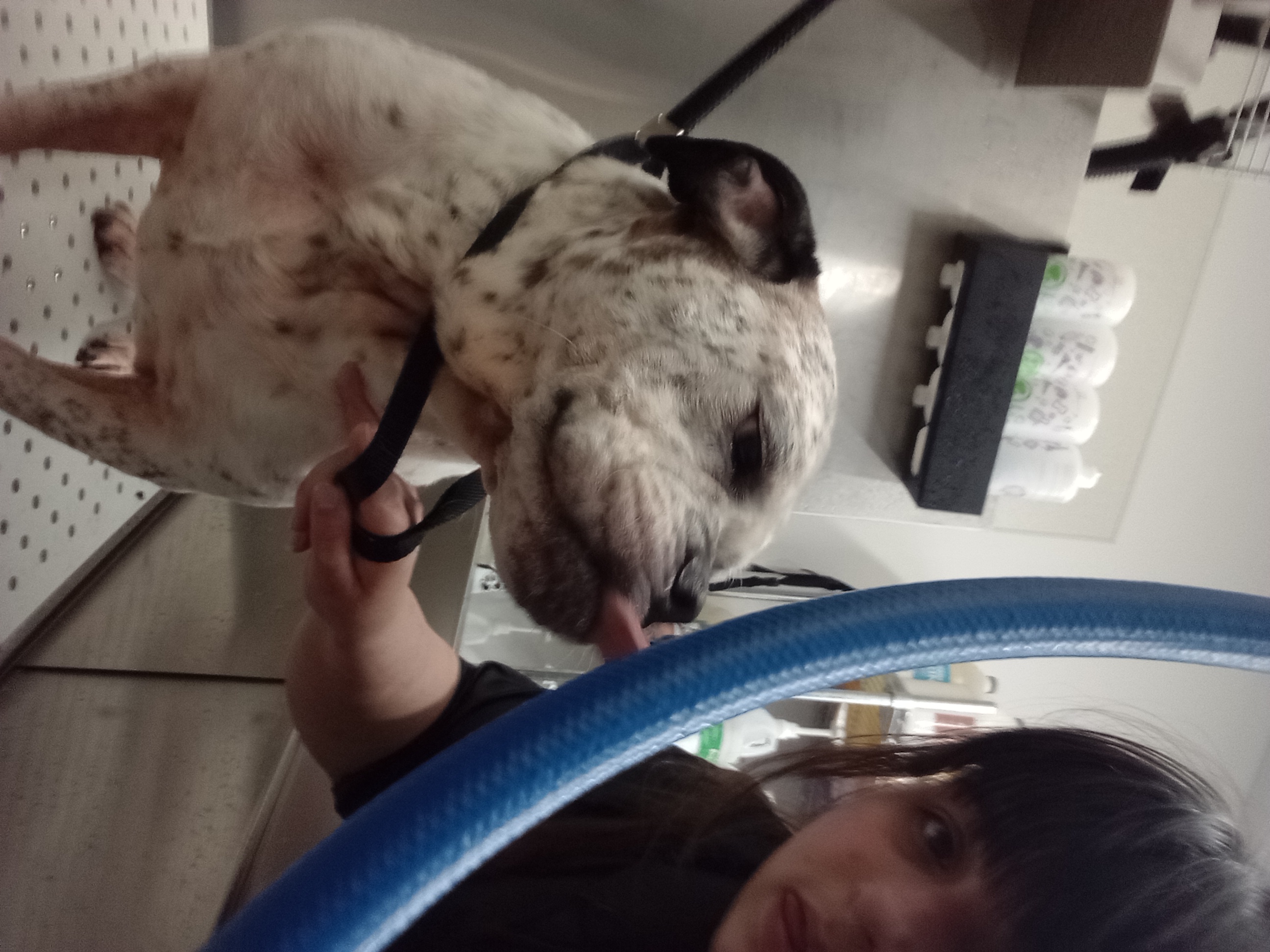 Dog Grooming Photo