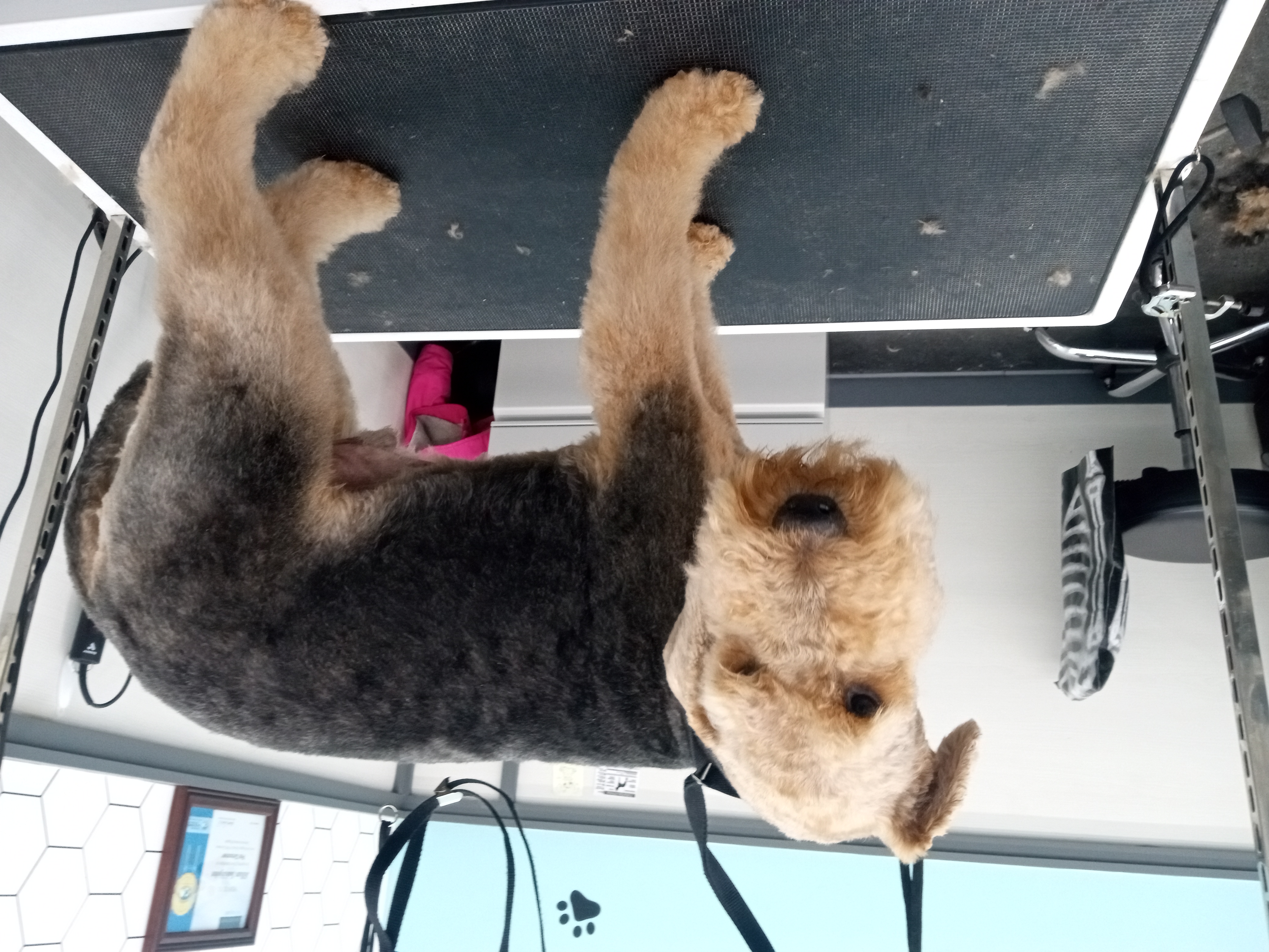 Dog Grooming Photo