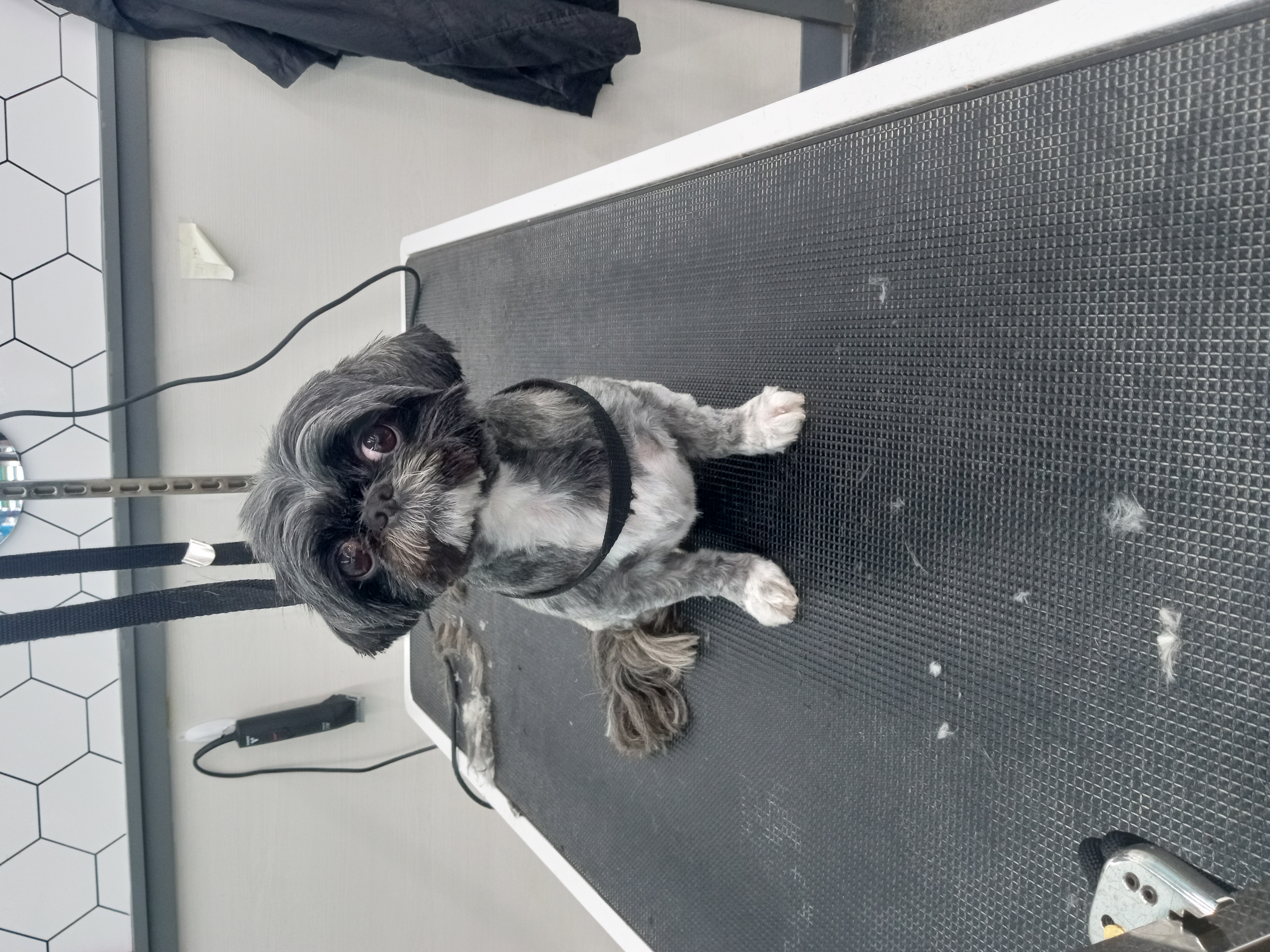 Dog Grooming Photo