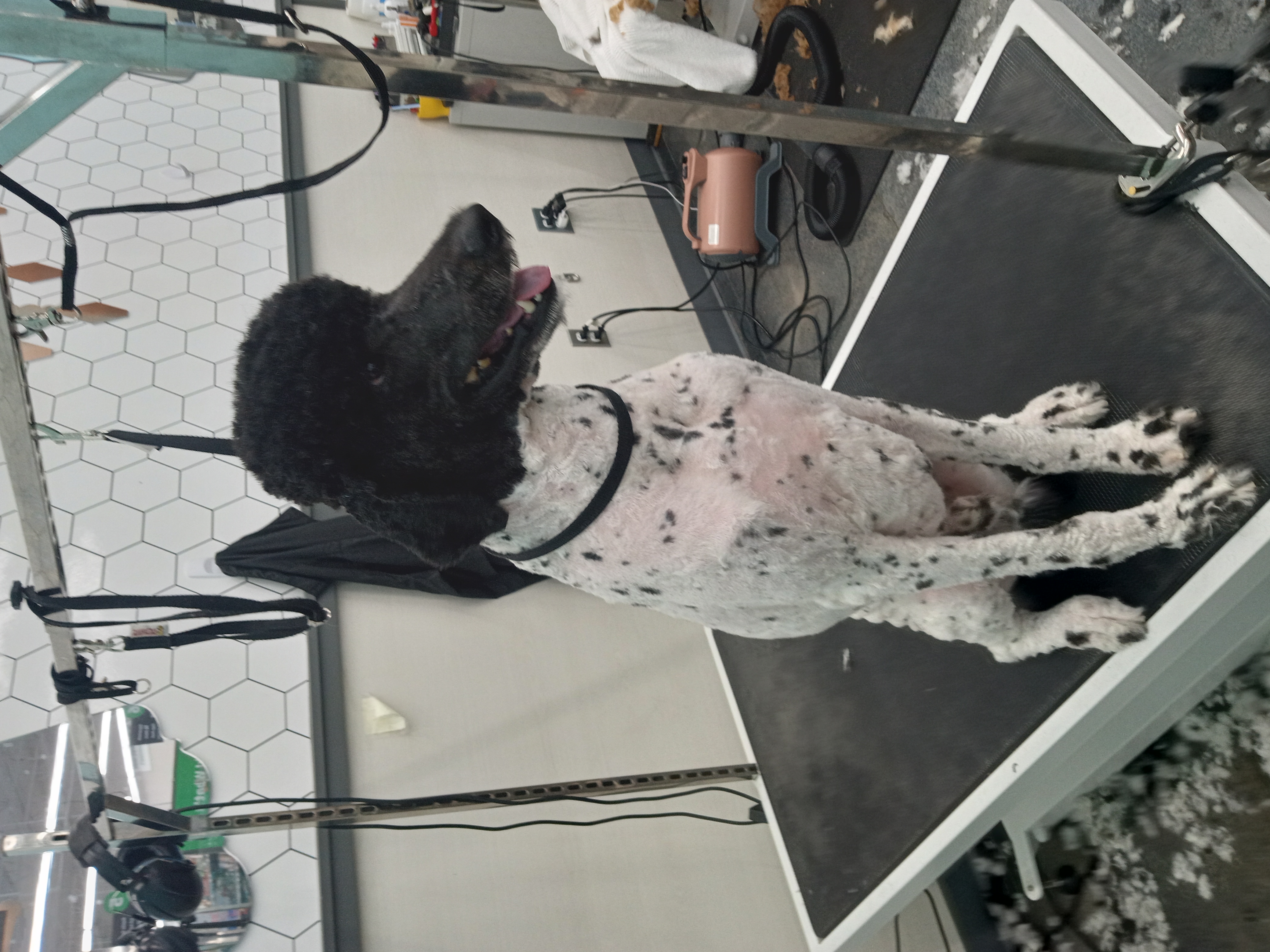 Dog Grooming Photo