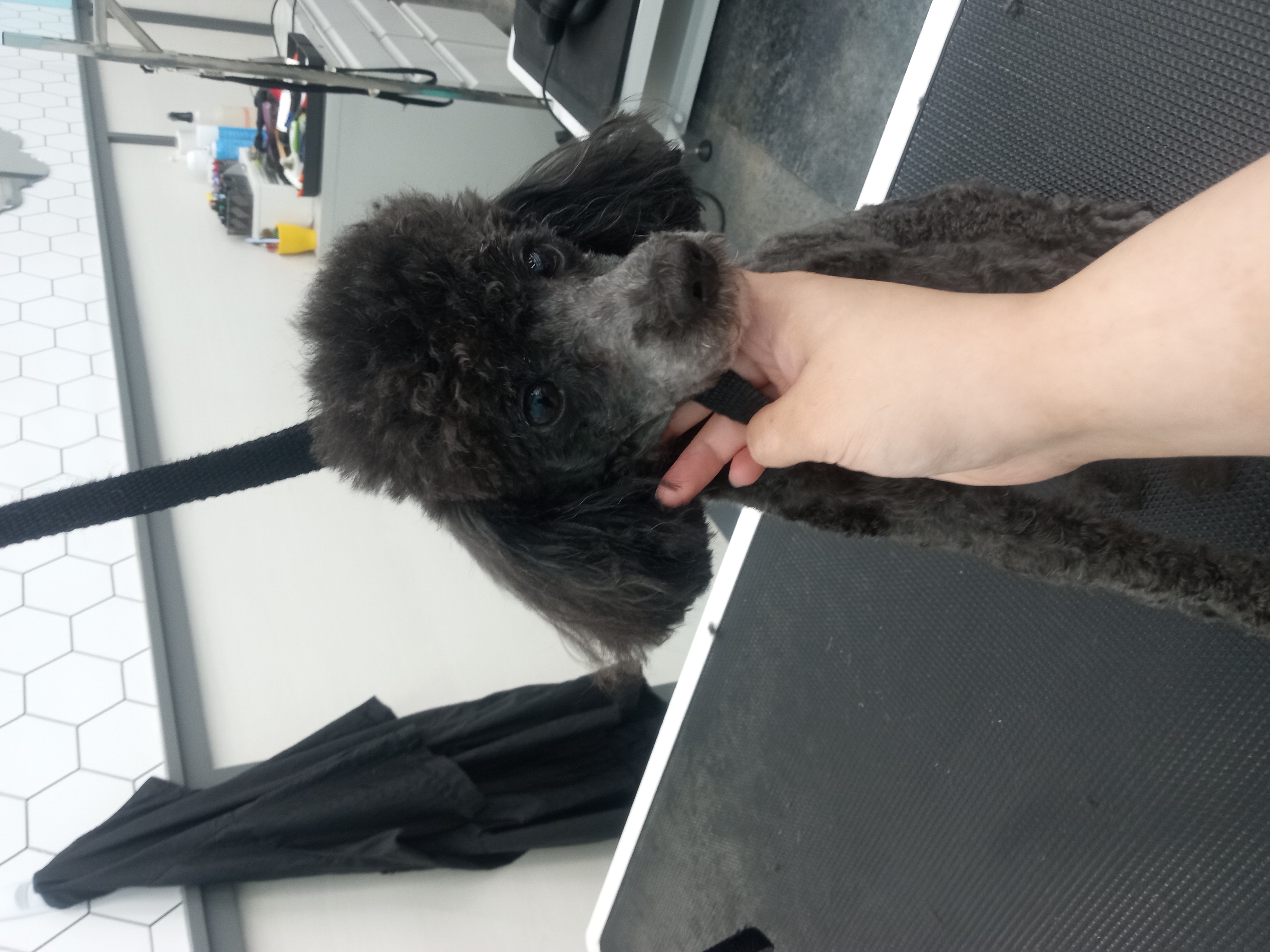 Dog Grooming Photo